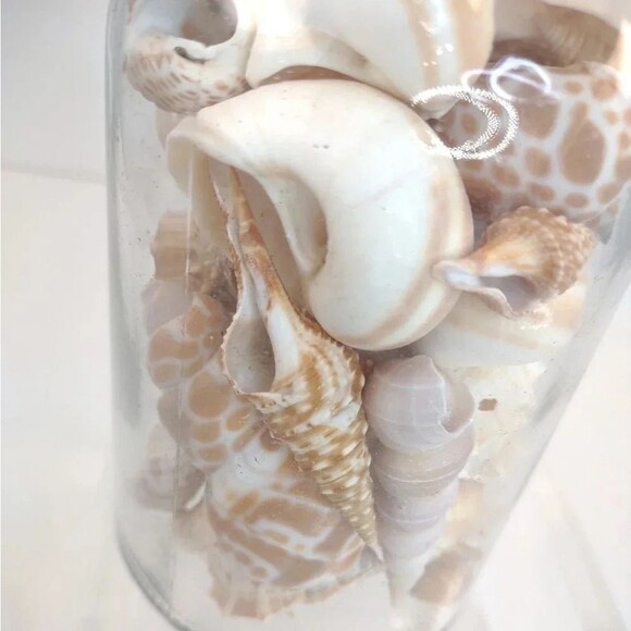 Florida Seashells in Glass Jar with cork Stopper NWOT Handmade Custom Gift - Picture 5 of 16